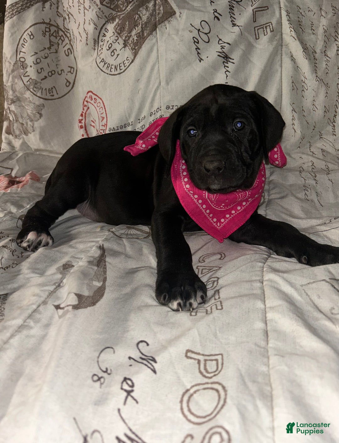 Cane Corso dogs for sale: Cane Corso Puppy 6 - Ad 1