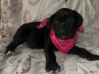 Cane Corso dogs Cane Corso Puppy 6 - Ad 22