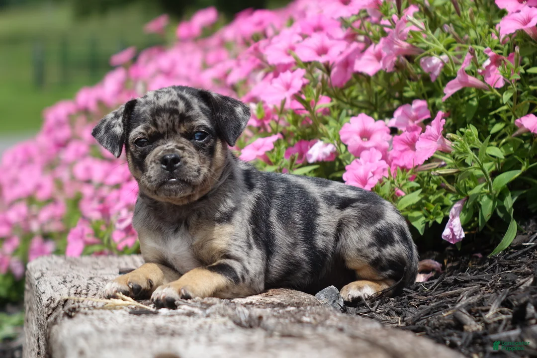 Jug dogs for sale: Alexa - Ad 1