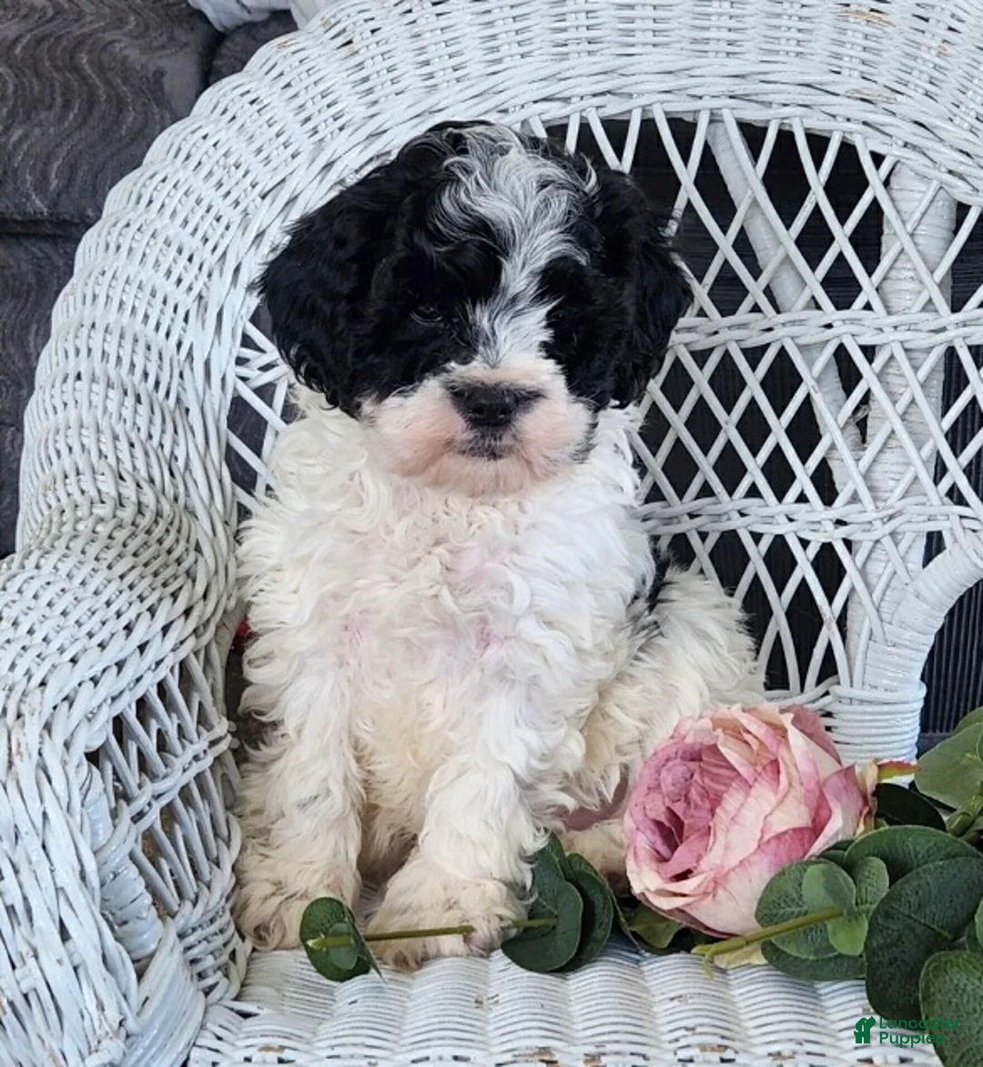 Cavapoo dogs for sale: Glendon - Ad 3