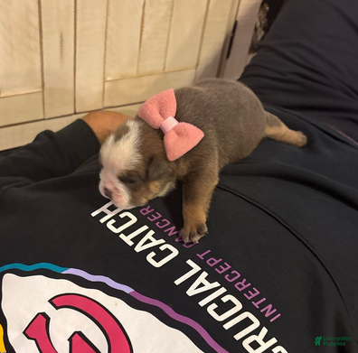 English Bulldog dogs Jenny - Ad 8