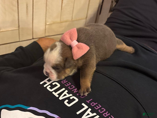 English Bulldog dogs Jenny - Ad 7