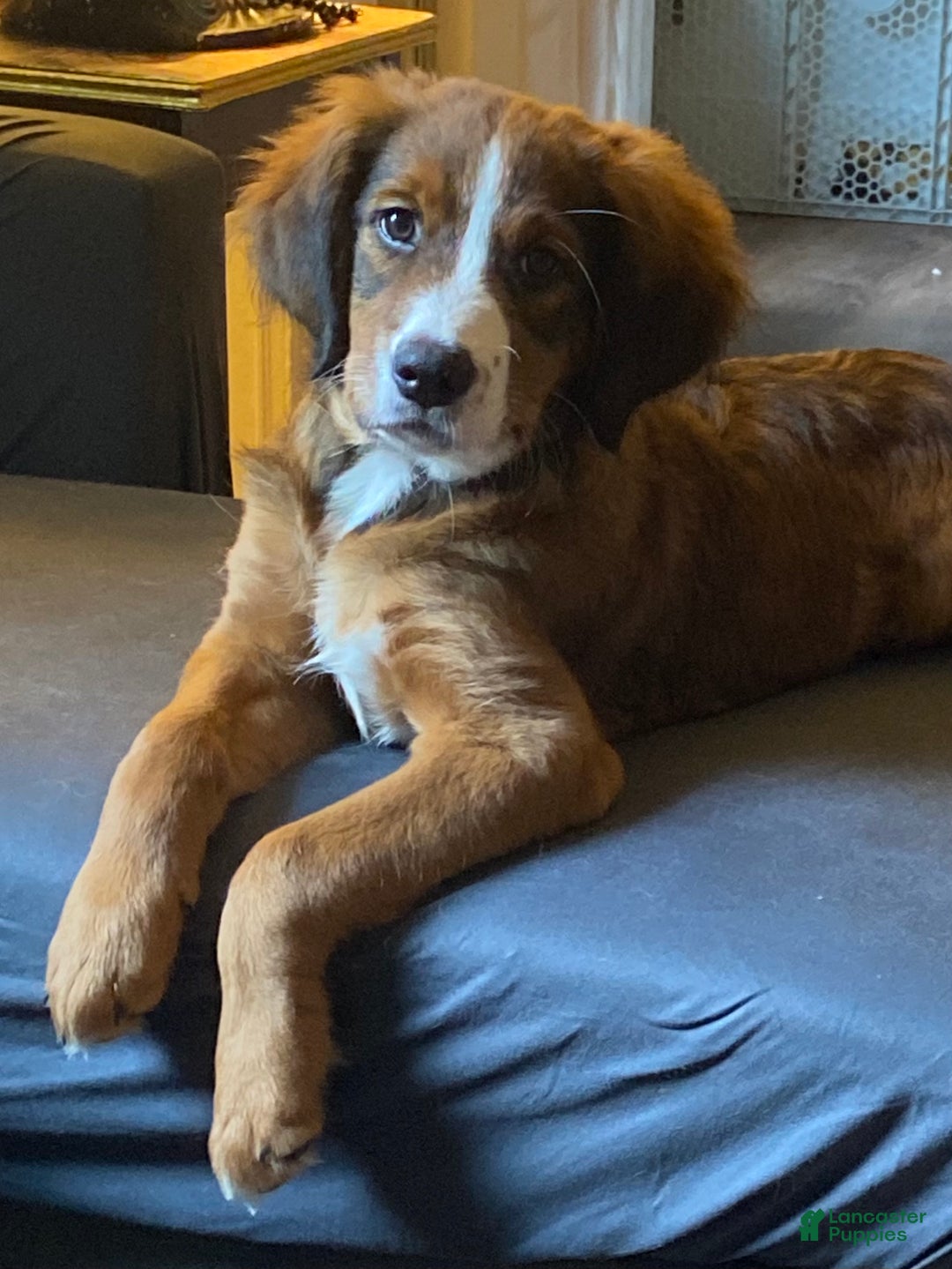 Bernedoodle dogs for sale: Harriet  - Ad 5