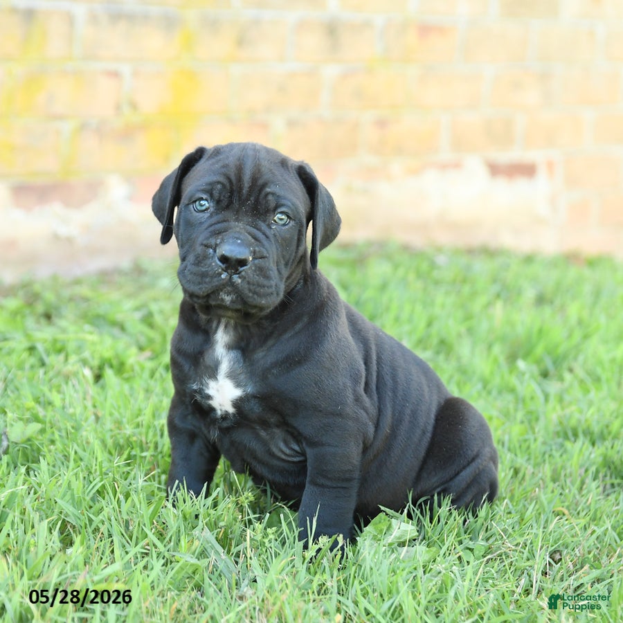 Cane Corso dogs Dune - Ad 2