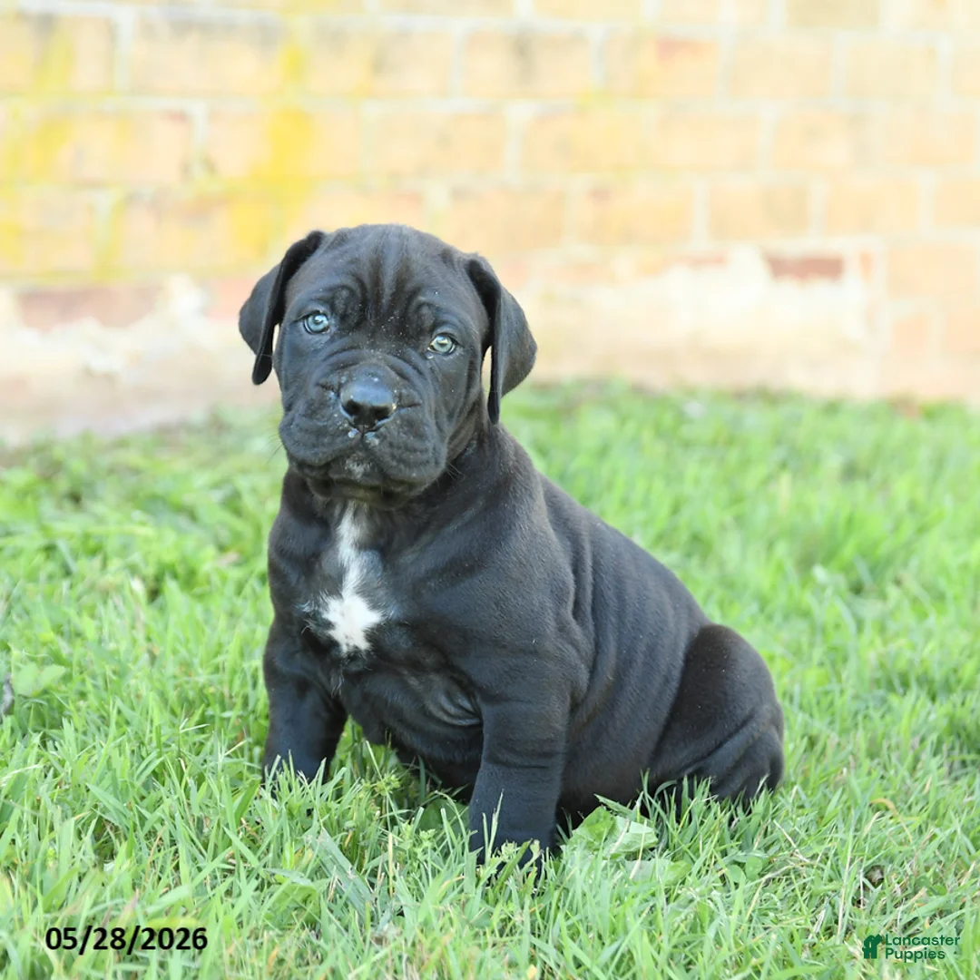 Cane Corso dogs for sale: Dune - Ad 2