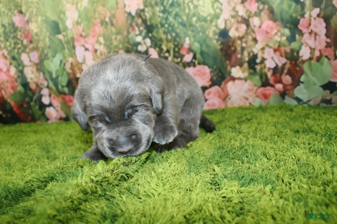 Labrador Retriever dogs for sale: Wren - Ad 2