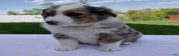 Australian Shepherd dogs for sale: Piper - Ad 5