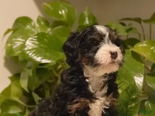 Mini Bernedoodle dogs Trinity - Ad 22