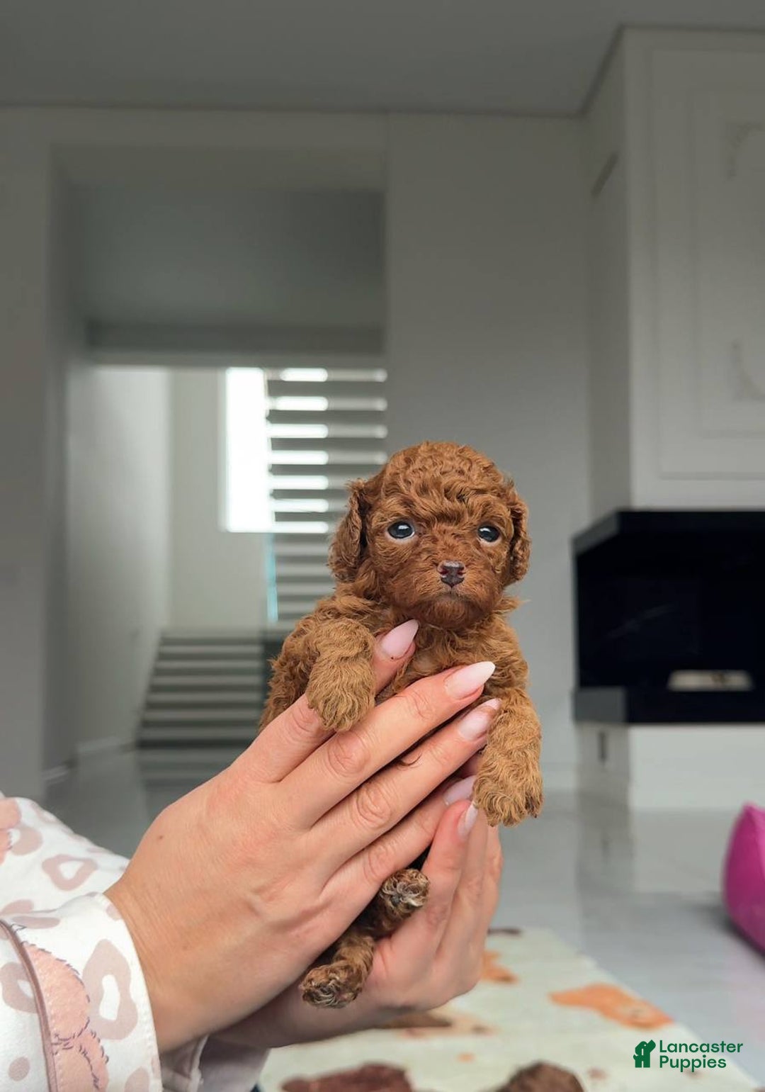 Miniature Poodle dogs for sale: Miniature Poodle Puppy 1 - Ad 2