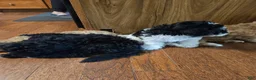 Havapoo dogs for sale: Alfie - Ad 18