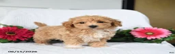 Maltipoo dogs for sale: Kayla - Ad 1