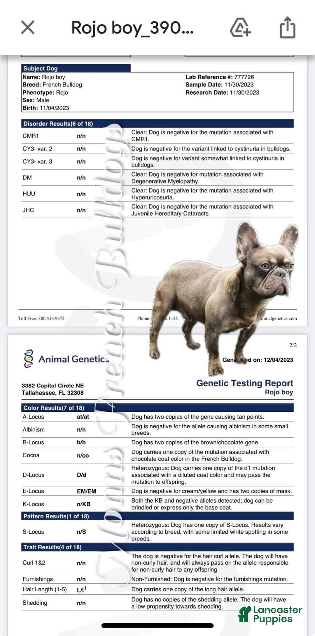 French Bulldog dogs for stud: Odin  - Ad 5