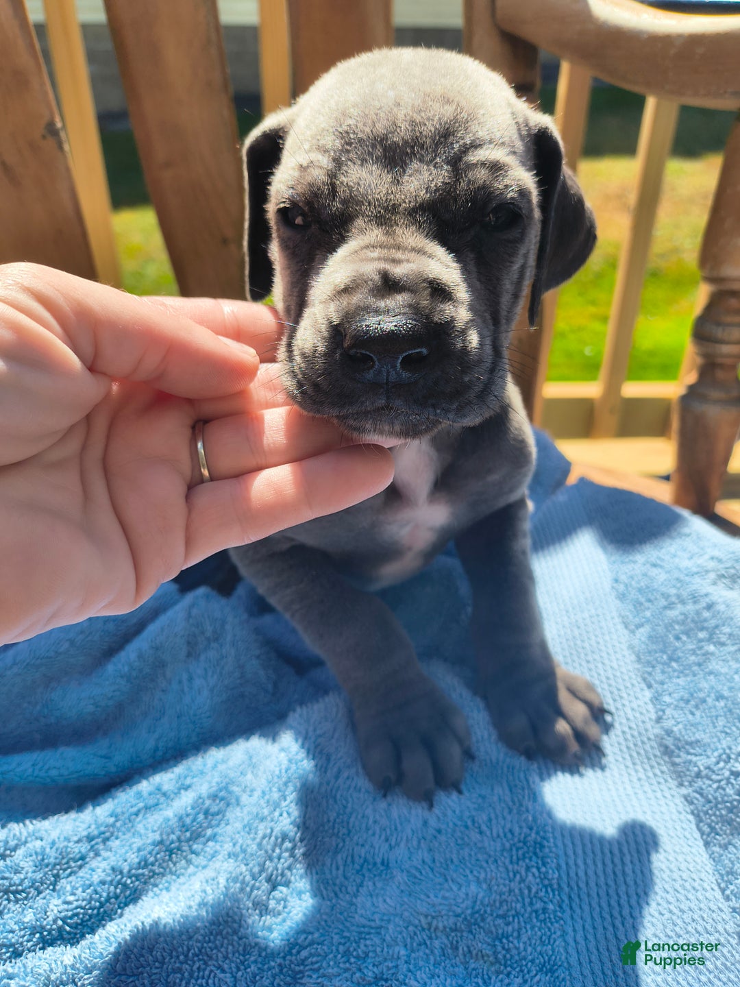 Dane Dog Week Old Great Dane Great Dane Litter Of 12 Puppies For