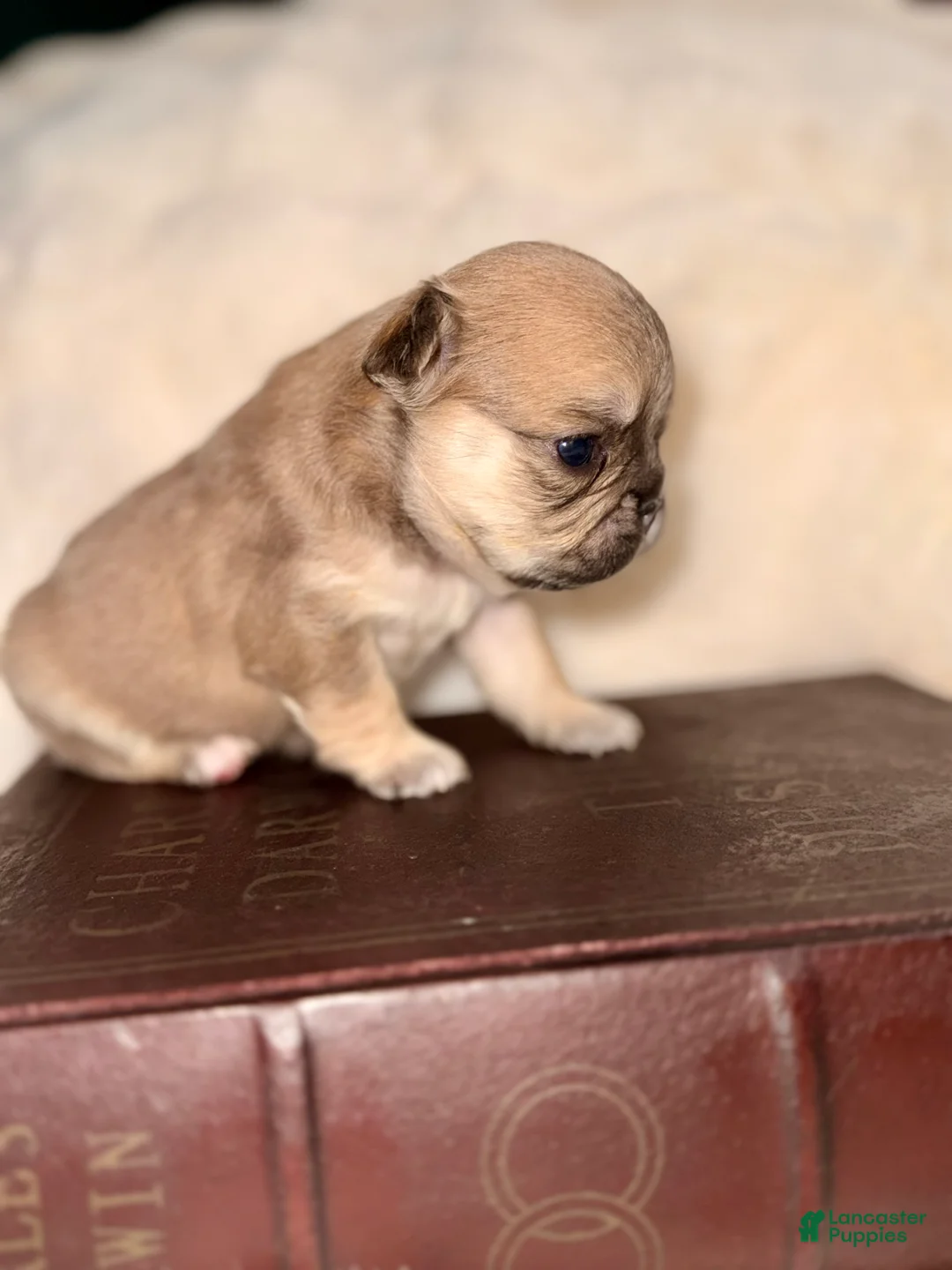French Bulldog dogs for sale: French Bulldog Puppy 2 - Ad 3