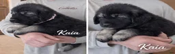 Caucasian Shepherd Dog dogs for sale: Caucasian Shepherd Dog Puppy 3 - Ad 1