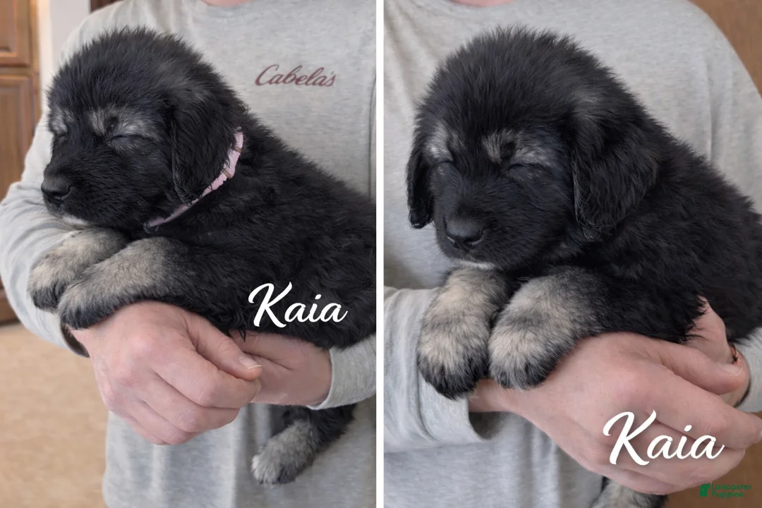 Caucasian Shepherd Dog dogs for sale: Caucasian Shepherd Dog Puppy 3 - Ad 1