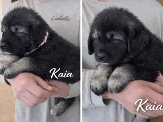 Caucasian Shepherd Dog dogs Caucasian Shepherd Dog Puppy 3 - Ad 4