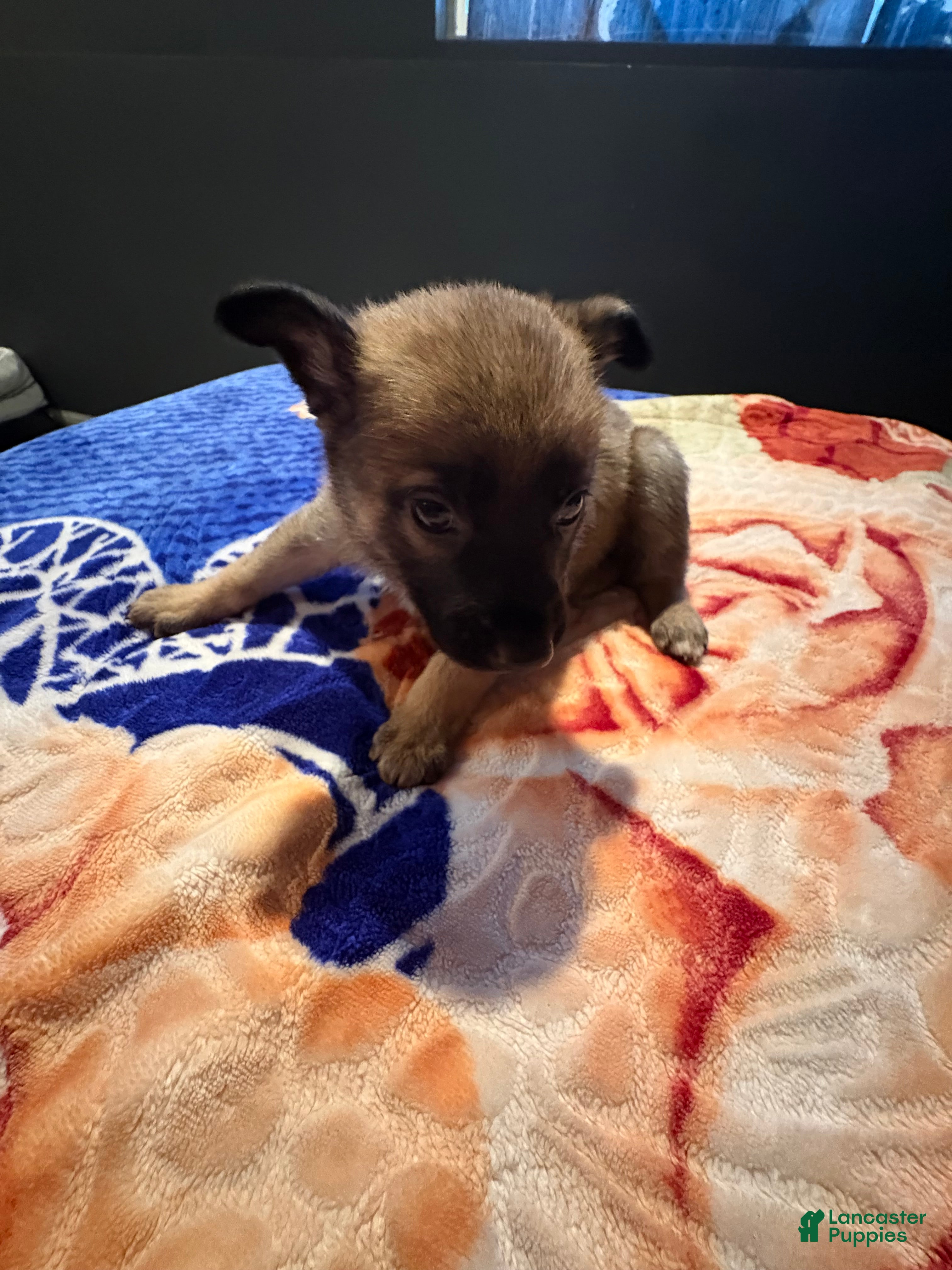 Mixed Breed dogs Sumire - Ad 2