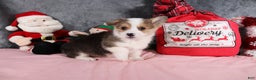 Welsh Corgi Pembroke dogs for sale: Joy - Ad 3