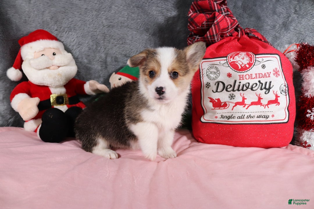 Welsh Corgi Pembroke dogs for sale: Joy - Ad 3