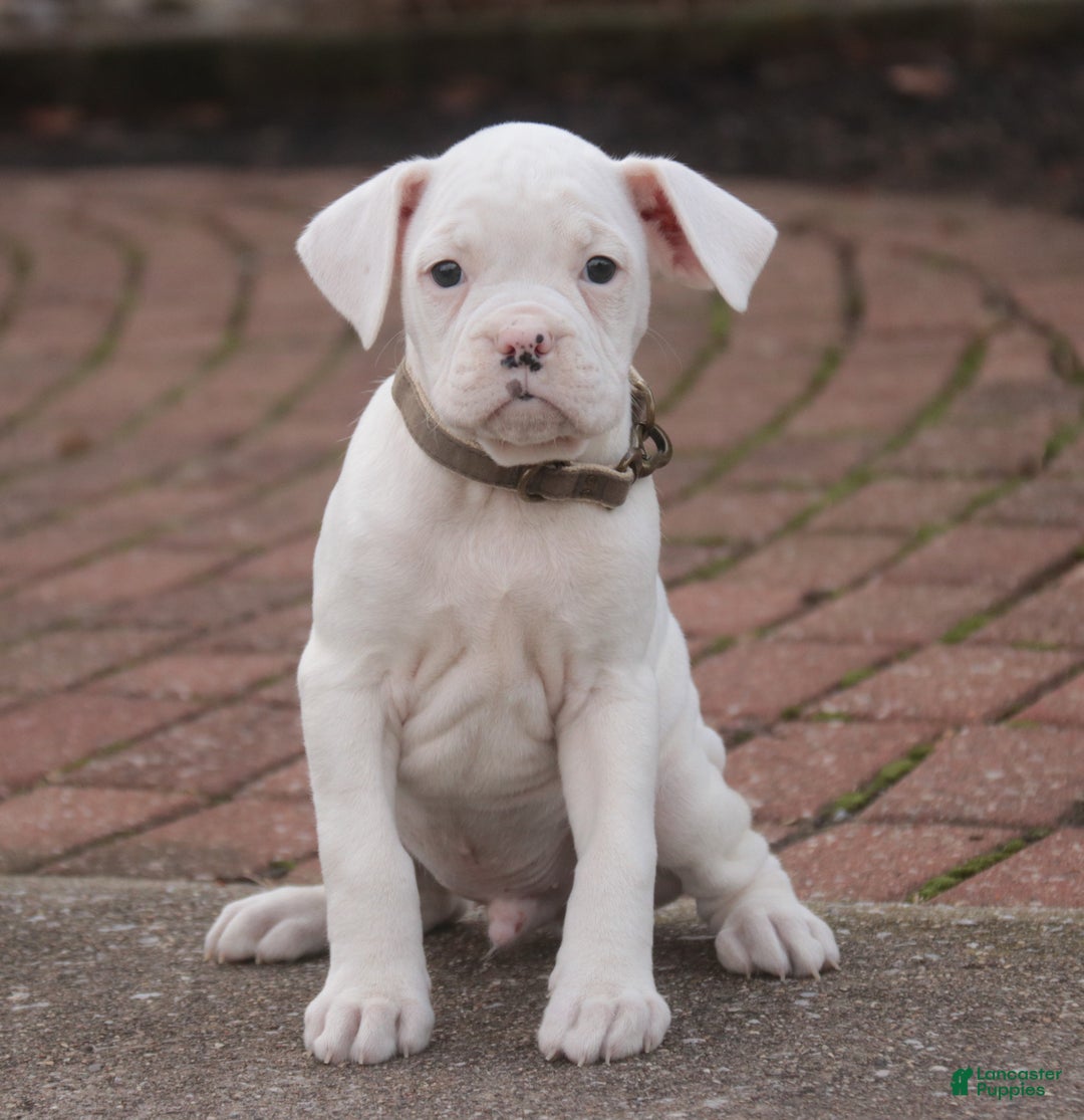 Boxer dogs for sale: Chase - Ad 2