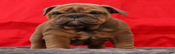 English Bulldog dogs for sale: Scarlett - Ad 6