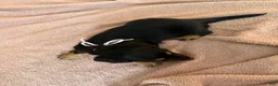 Miniature Dachshund dogs for sale: Daisy - Ad 3