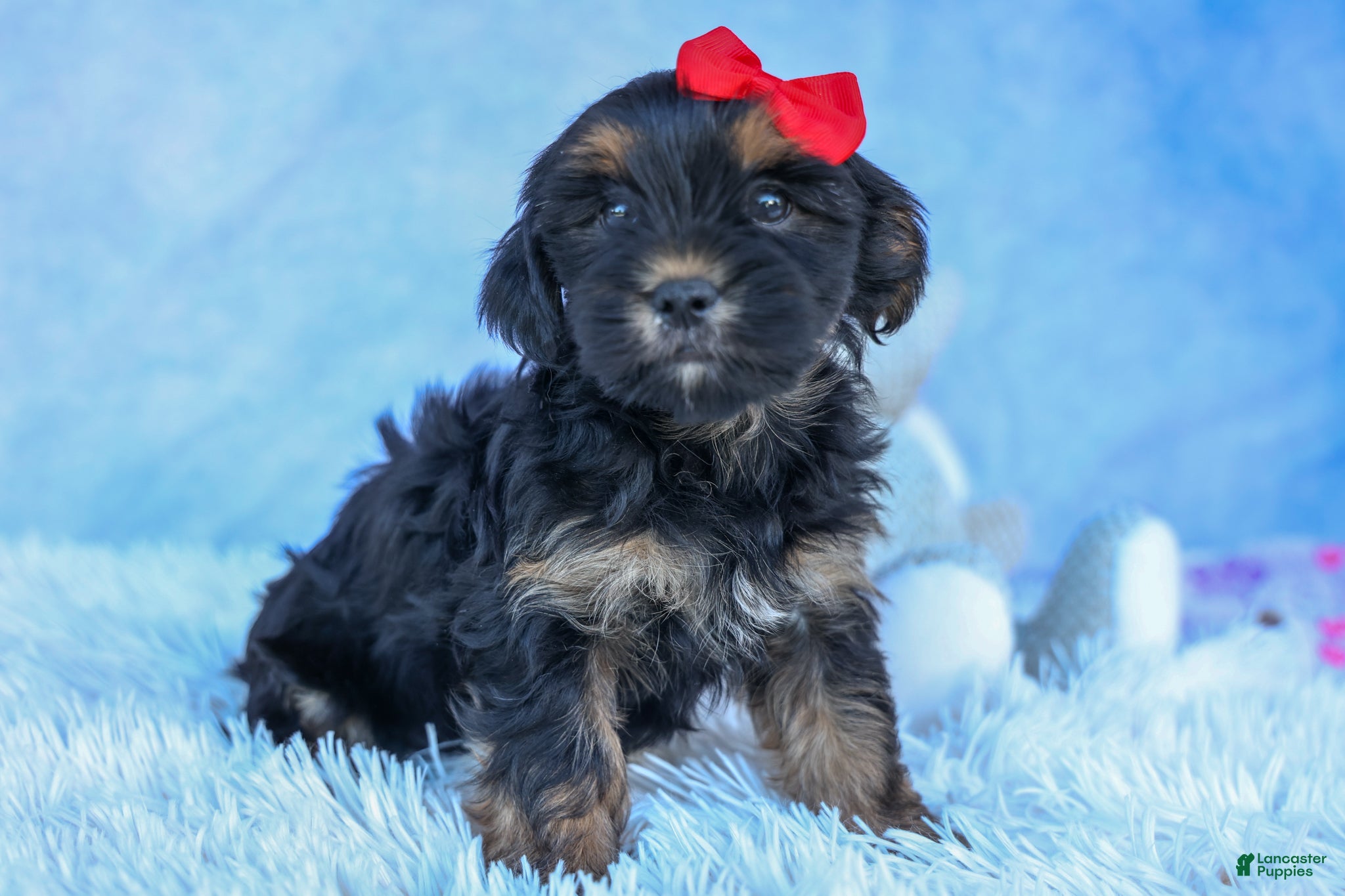 Shorkie dogs SAMMY - Ad 1