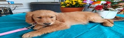 Golden Retriever dogs for sale: Sport - Ad 5