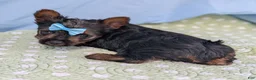 Yorkshire Terrier dogs for sale: Blueberry - Ad 3