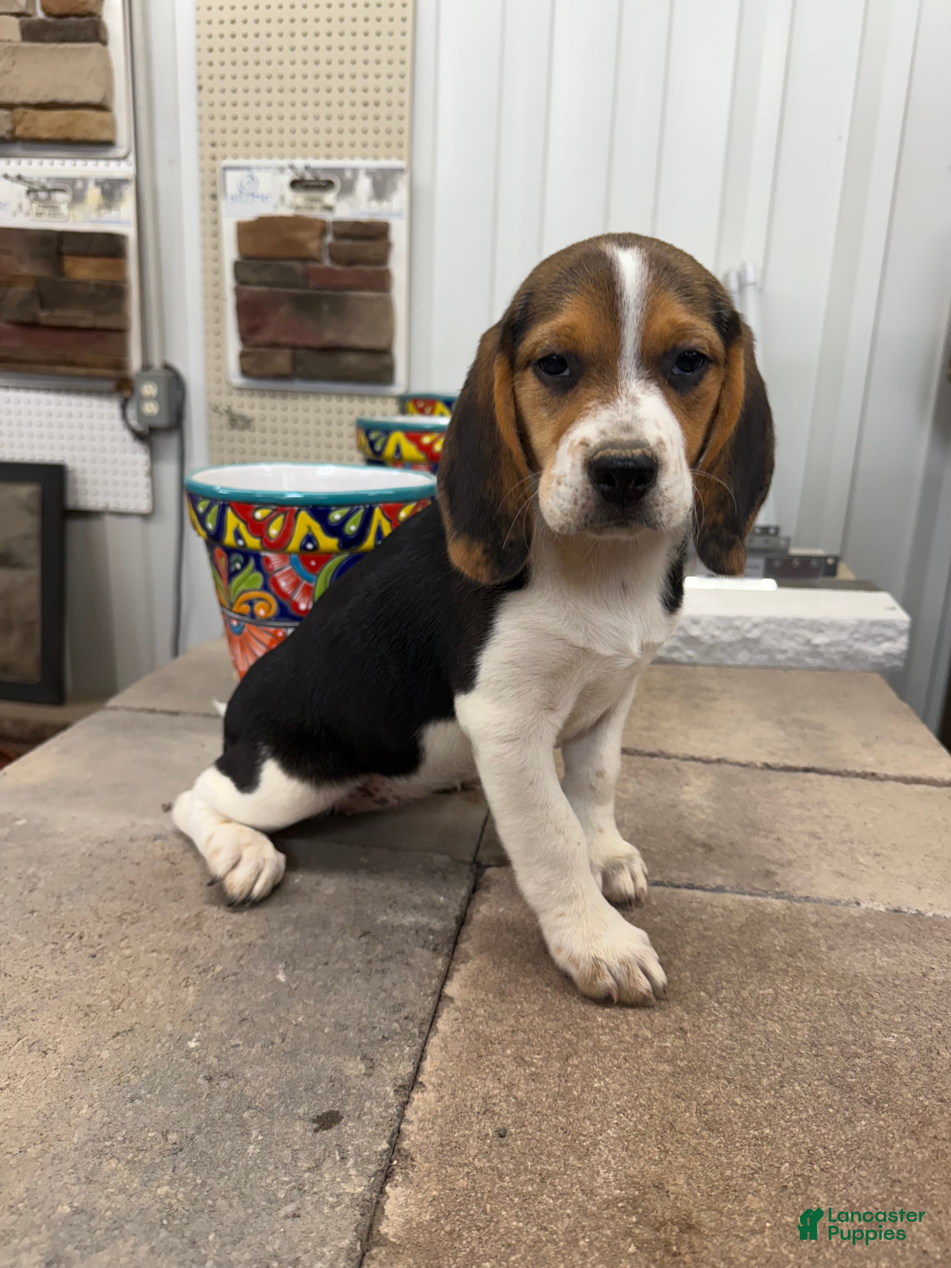Beagle dogs AKC Tia - Ad 1