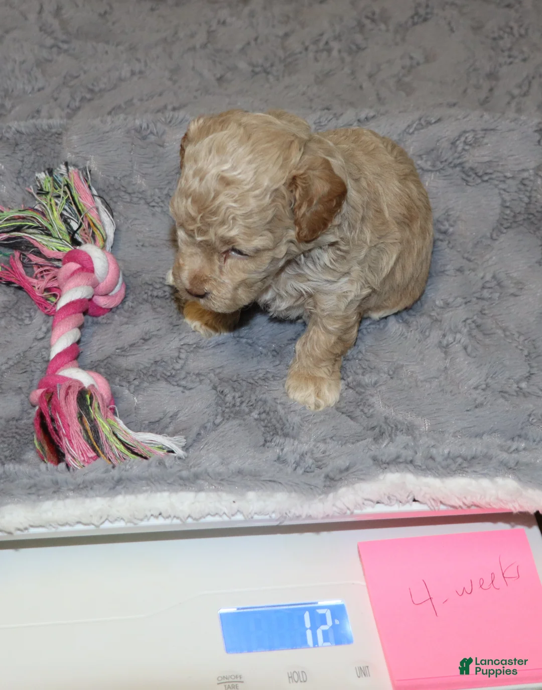 Havapoo dogs for sale: Apple Toy Size👨‍👨‍👦‍👦💞🐕 - Ad 15