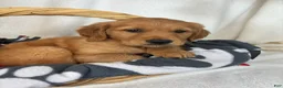 Golden Retriever dogs for sale: Gwen - Ad 4