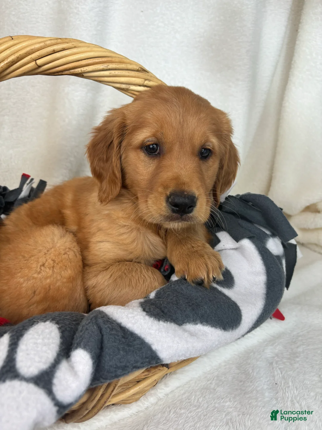 Golden Retriever dogs for sale: Gwen - Ad 4