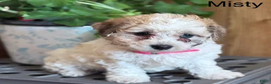 Misty
