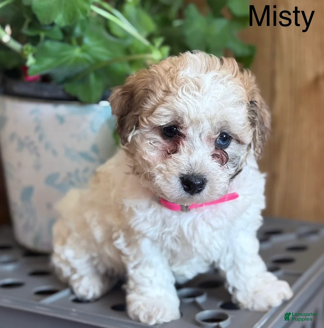 Bichpoo dogs for sale: Misty - Ad 1