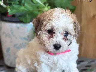 Bichpoo dogs Misty - Ad 21