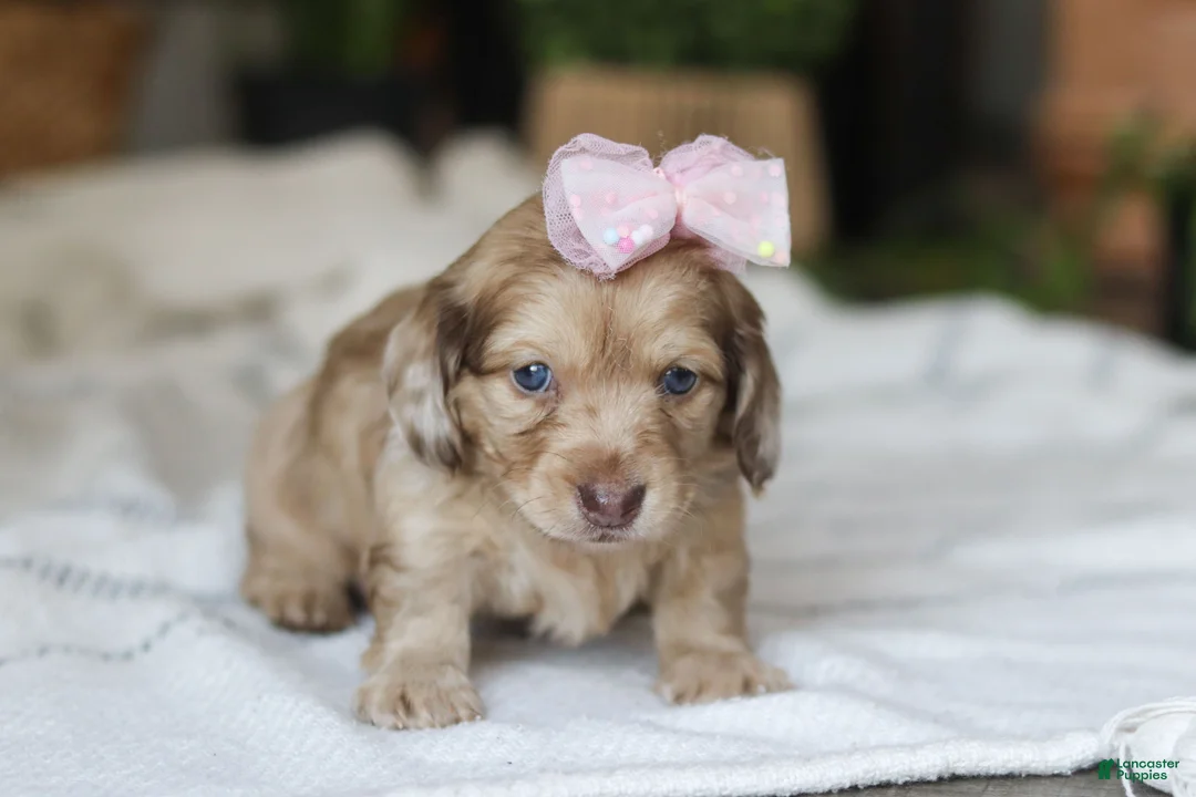 Miniature Dachshund dogs for sale: Schnitzel - Ad 7