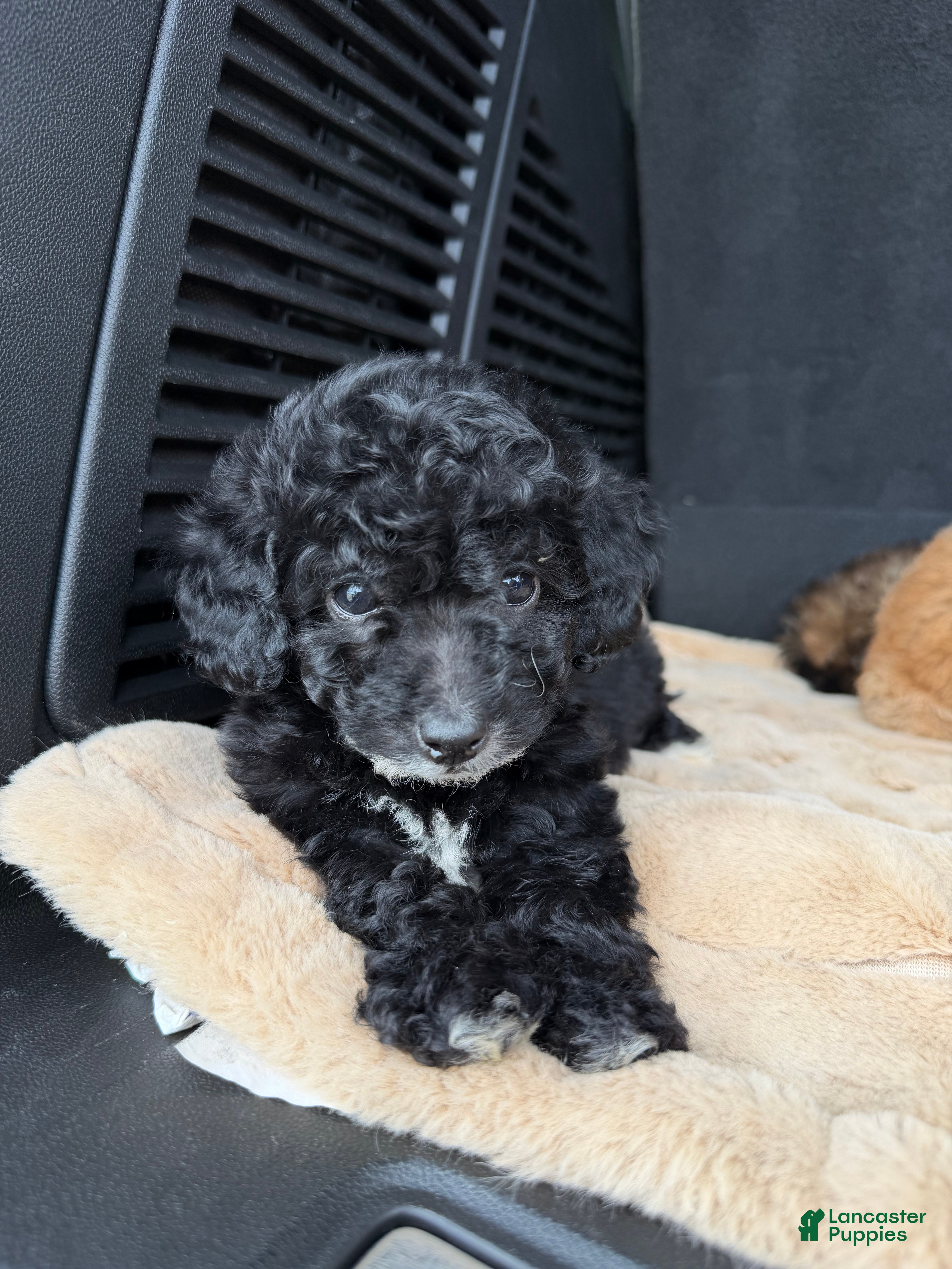 Toy Poodle dogs Toy Poodle 7 - Ad 24