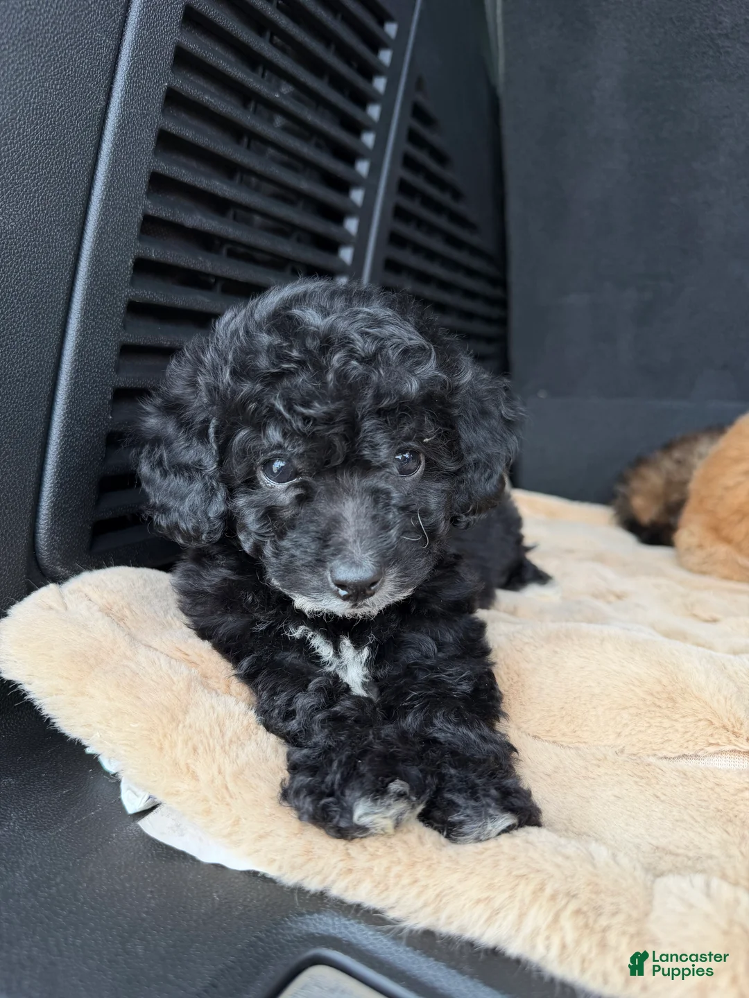 Toy Poodle dogs for sale: Toy Poodle 7 - Ad 1