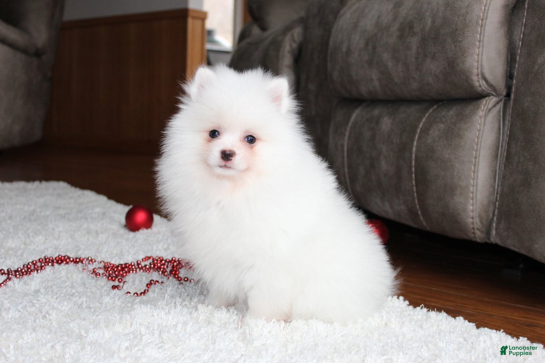 Pomeranian dogs for sale: Emerson - Ad 8