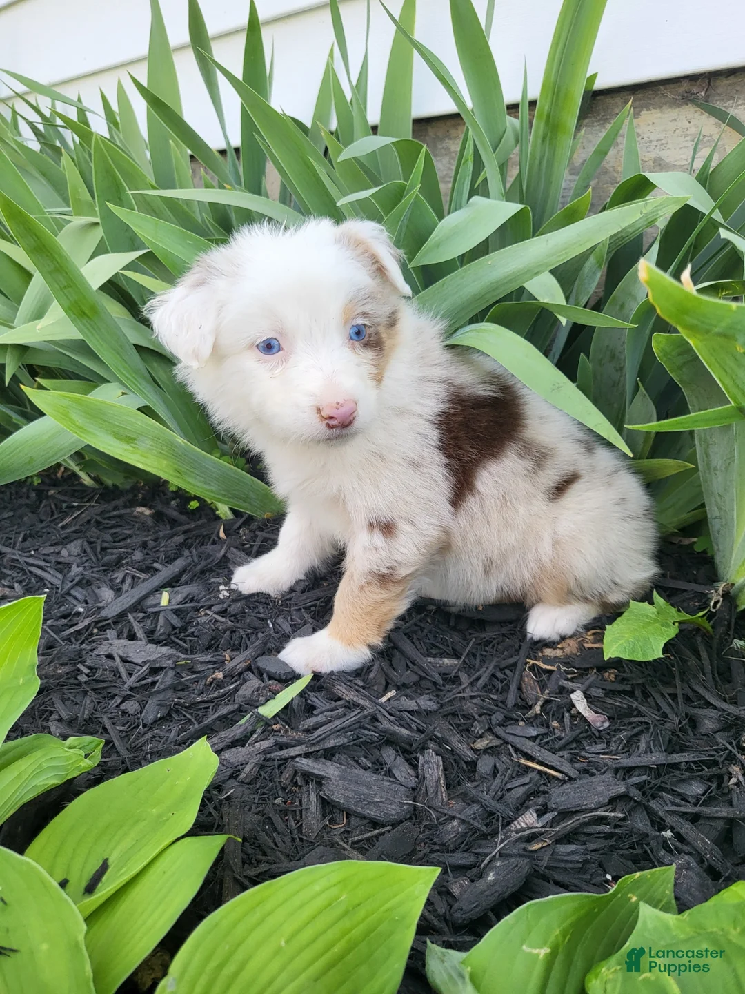 Australian Shepherd dogs for sale: Australian Shepherd Puppy 5 - Ad 2