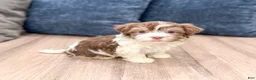 Havanese dogs for sale: Pearl - Ad 3