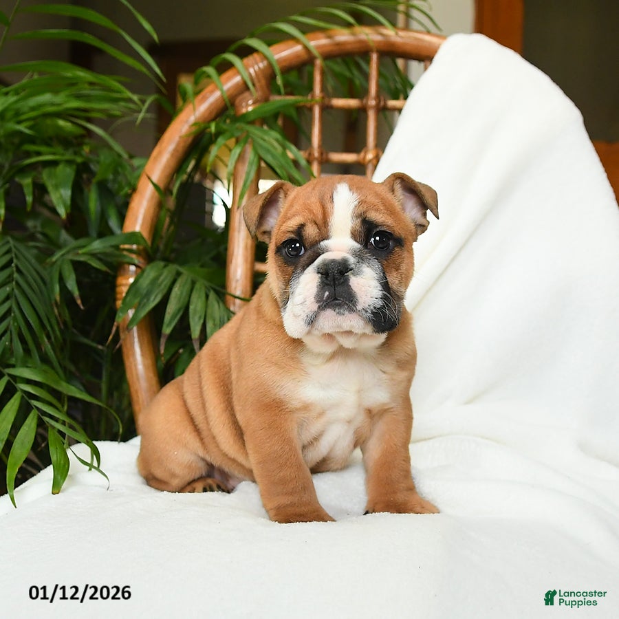 English Bulldog dogs Mayhem - Ad 2