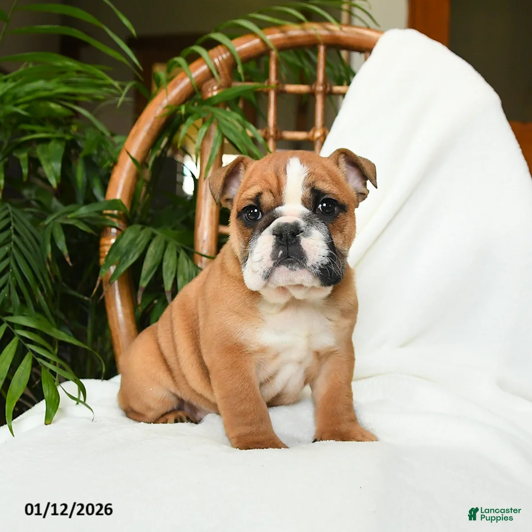 English Bulldog dogs for sale: Mayhem - Ad 6