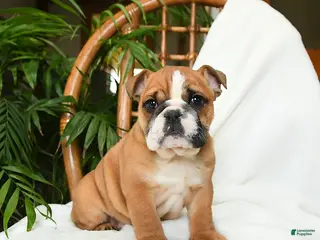 English Bulldog dogs Mayhem - Ad 34