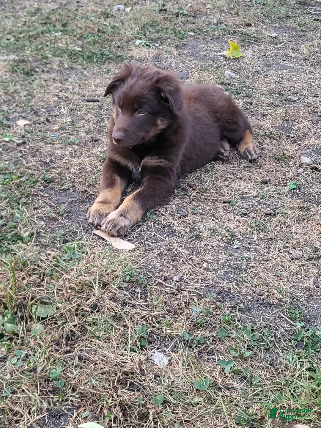 Mixed Breed dogs for sale: Michael - Ad 1