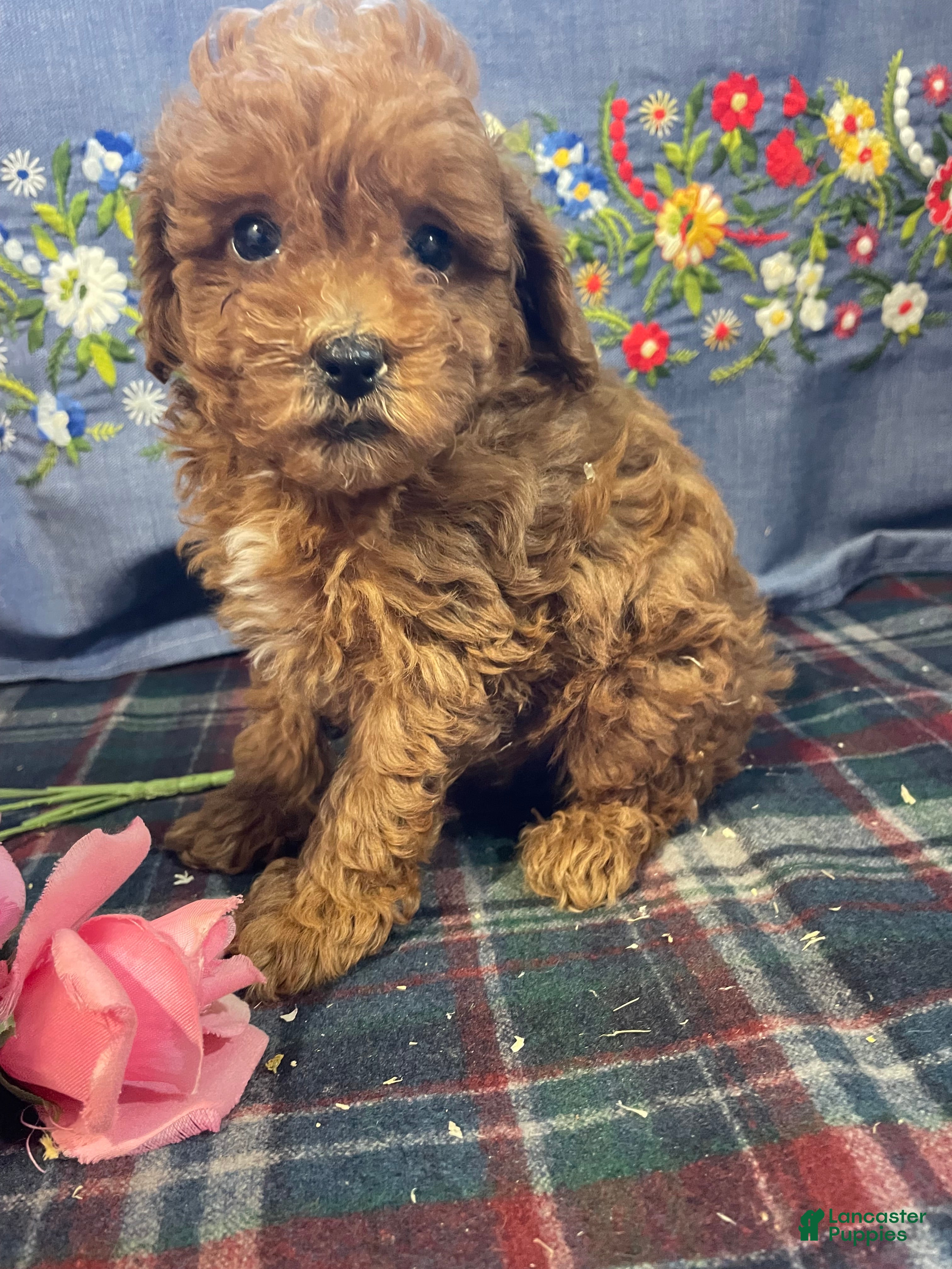 Toy Poodle dogs Sonny - Ad 33