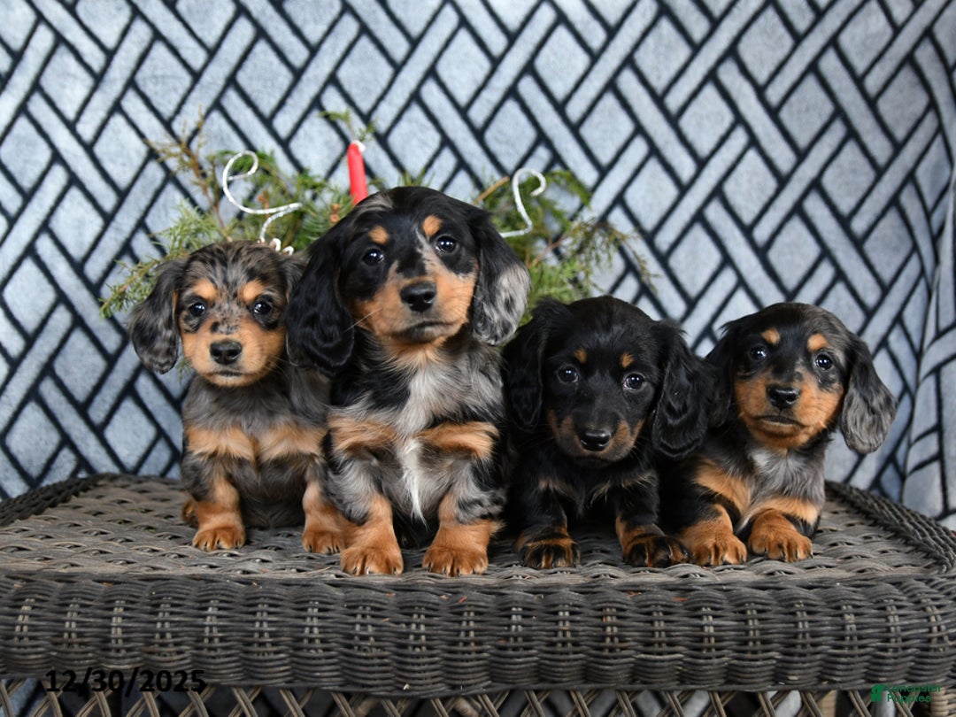 Miniature Dachshund dogs for sale: Trent - Ad 4