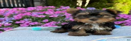 Yorkshire Terrier dogs for sale: Indie - Ad 14